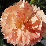Гвоздика Super Trouper Sorbet