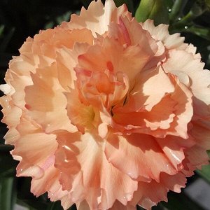 Гвоздика Super Trouper Sorbet