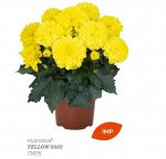 Георгины Hypnotica Yellow 2022