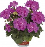 Пеларгония зональная Castello Blue (Tessa)