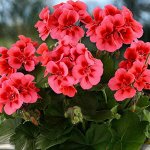 Пеларгония межвидовая Dolce Vita Coral Eye (Hot Spot Coral)
