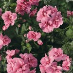 Пеларгония плющелистная Big5 Light Pink (Soft Rose)