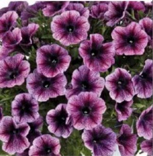 Егорьевский тепличный комбинат Петуния Cascadias Purple Ice