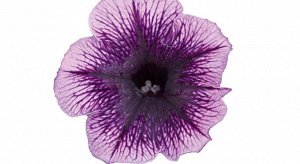 Петуния Famous Violet Dark Eye. 23