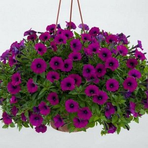 Петуния Littletunia Shiraz