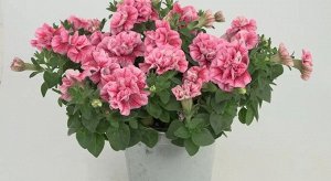 Петуния Sweet Sunshine Compact Pink Red Veins