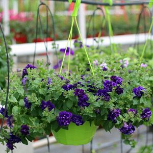 Петуния Tumbelina Belinda