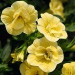Калибрахоа M.F. Neo Double Lemon.15
