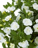Калибрахоа Aloha Double White