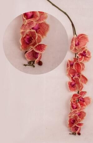Орхидея фаленопсис Арлекин 137 см цвет белый с розовыми пятнами