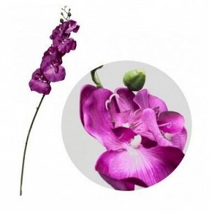 Орхидея BIG