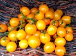 Лучшие Томаты от Любови Мязиной