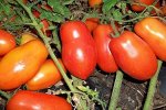 Семена Томат Голицын, 5-7 семян