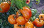 Семена Томат Грейпфрут, 5-7 семян