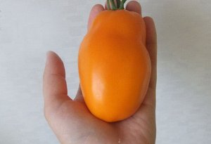 Семена Томат Минусинский оранжевый стакан, 6 семян