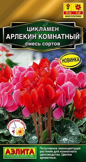 Цикламен Арлекин (Код: 89982)