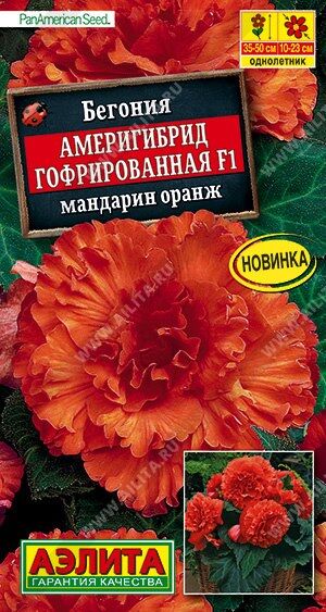 Бегония Америгибрид Мандарин оранж гофр. F1 (Код: 90100)