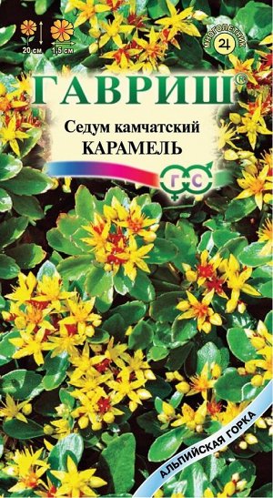 Очиток Карамель (Код: 11624)