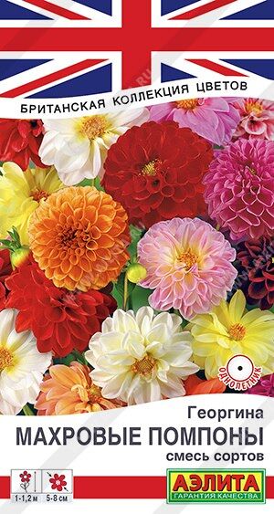Георгина Махровые помпоны (смесь) (Код: 90109)