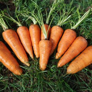 Морковь Ред Кор, 1 гр