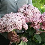 Гортензия arb. Sweet Annabelle