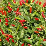 Перец Жгучий Чили, 5-7 семян
