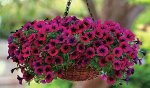 Петуния Шок Вейв Дип Перпл, 5 семян. PanAmerican Seed