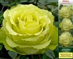 Роза Амандина (Чайно-гибридная) 1шт (Сиб сад)