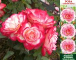 Роза Принцесса де Монако (Чайно-гибридная) 1шт (Сиб сад)