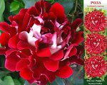 Роза Мистик Раффлз (Флорибунда) 1шт (Сиб сад)