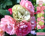 Роза Акрополис (Флорибунда) 1шт (Сиб сад)