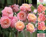 Роза Гийо Прикс П.Ж.Редут (Грандифлора/Шраб) 1шт (Сиб сад)