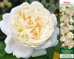 Роза Нина Поулсен (Почвопокровная) 1шт (Сиб сад)