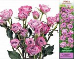 Роза Океан Микадо (Спрей) 1шт (Сиб сад)
