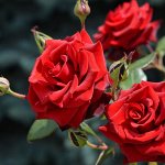 Розы от Сибирского сада — ДОПЛАЧИВАЕМ