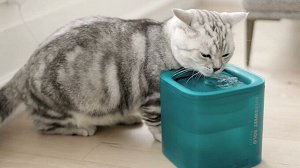 Поилка питьевой фонтан для животных Xiaomi Petkit Eversweet Solo