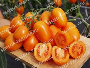 ПАРТНЁР Томат Шурим F1 / Гибриды томата с желто - оранжевыми плодами