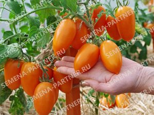 ПАРТНЁР Томат Шурим F1 / Гибриды томата с желто - оранжевыми плодами