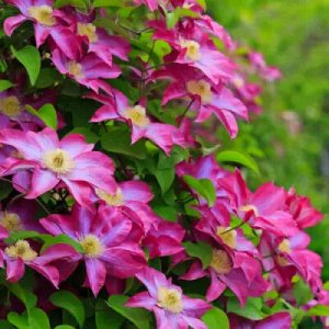 Клематис (Clematis Kakio) класс А ОКС