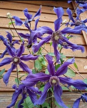 Клематис (Clematis Sizaia Ptitsa) класс A ОКС