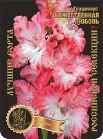 Гладиолус Божественная любовь 445,Васильев 2 р-р 7шт (Ф)