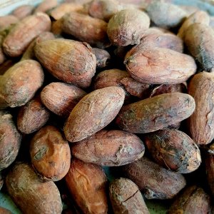 Какао-бобы обжаренные Перу Амазонас Укаяли Органик, 100гр