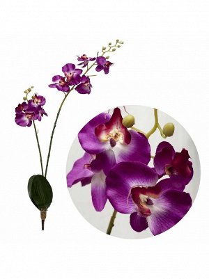 Орхидея с корнем