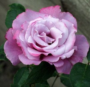 Роза Аметист (чайно-гибридная) (Код: 90278)