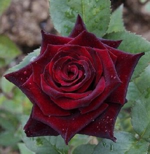 Роза Черный Принц (чайно-гибридная) (Код: 90297)