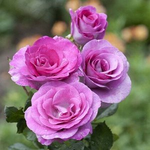 Роза Виолет Парфюм (чайно-гибридная) (Код: 90284)