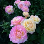 Чайно-гибридные розы БЮДЖЕТ Весна 2023