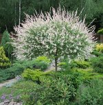 Ива Хакуро Нишики арт.НК384568