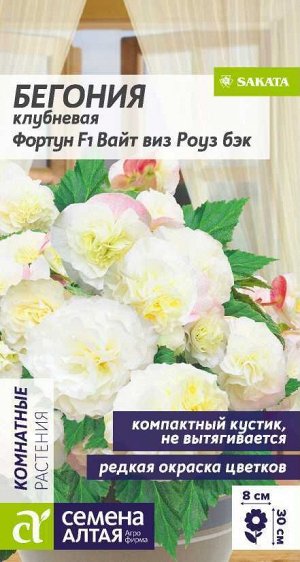 Бегония Фортун Вайт виз Роуз Бэк клубневая/Сем Алт/цп 5 шт.