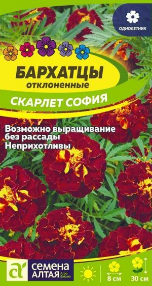 Бархатцы Скарлет София махровые/Сем Алт/цп 0,2 гр.